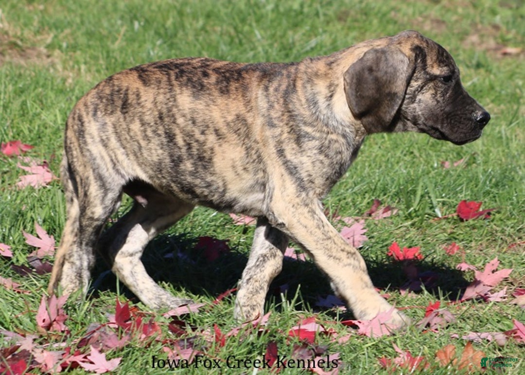 Great Dane dogs for sale: Great Dane Puppy 1 - Ad 2