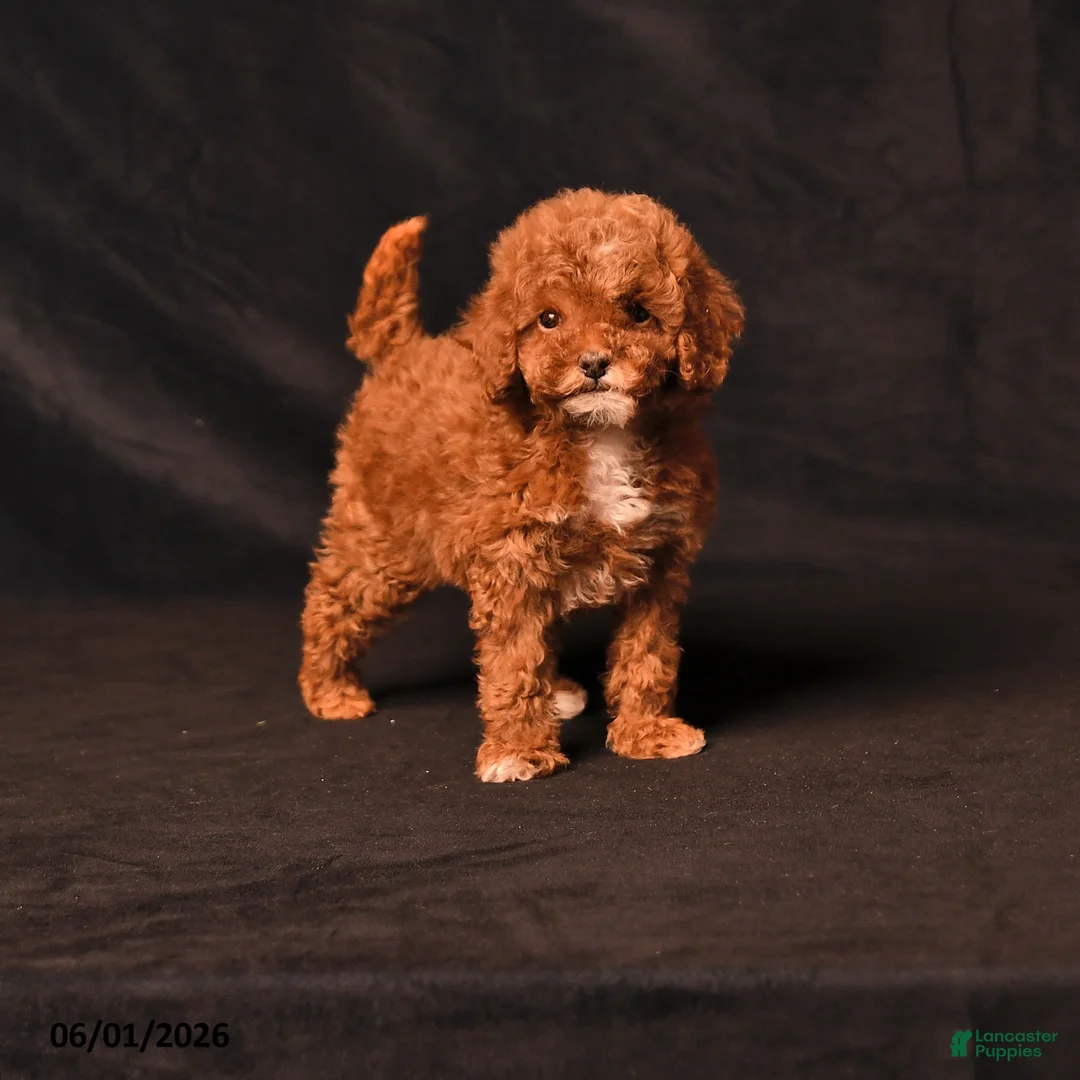 Toy Poodle dogs for sale: Diamond - Ad 1