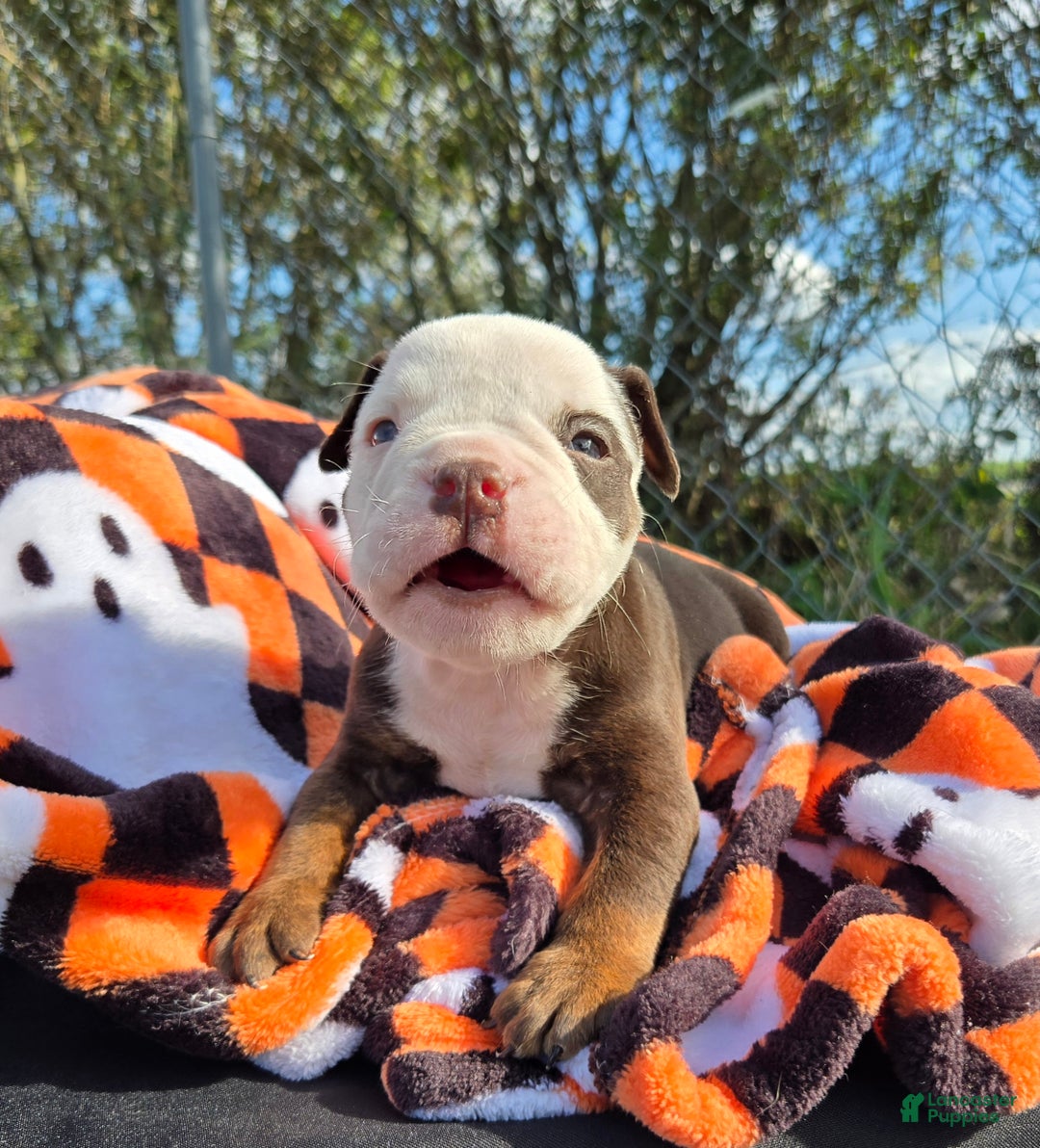 Olde English Bulldogge dogs for sale: Olde English Bulldogge Puppy Jack - Ad 11