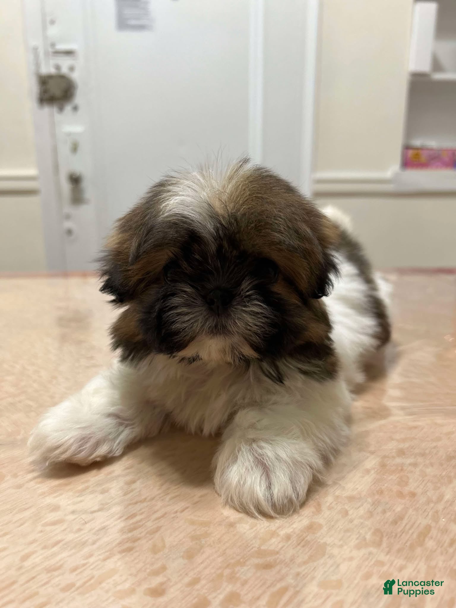 Shih Tzu dogs for sale: Amelia - Ad 1