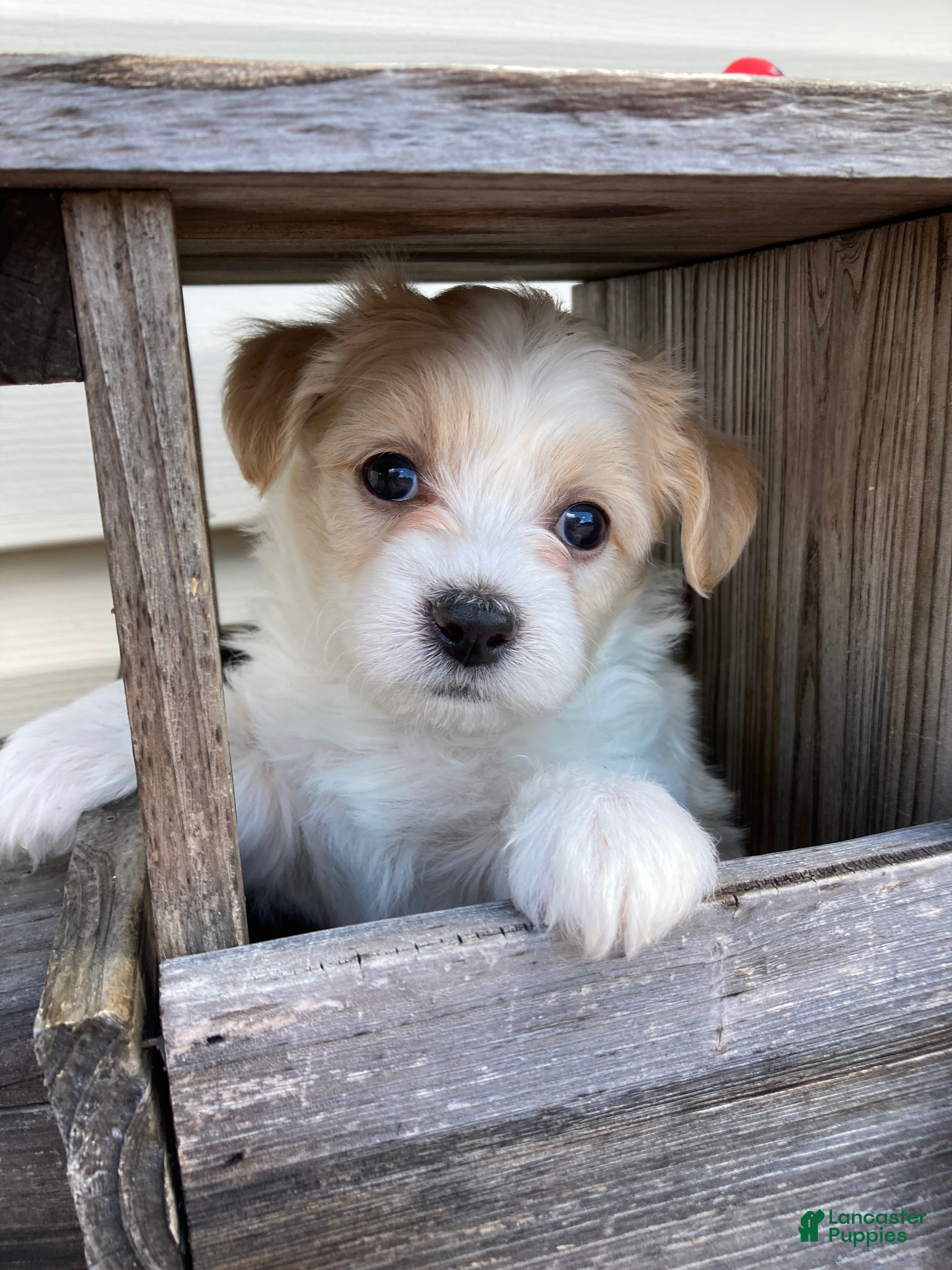Mixed Breed dogs Carter - Ad 1