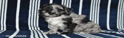 Cockapoo dogs for sale: Oreo - Ad 2