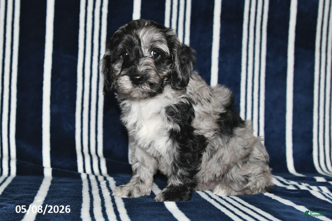 Cockapoo dogs for sale: Oreo - Ad 2