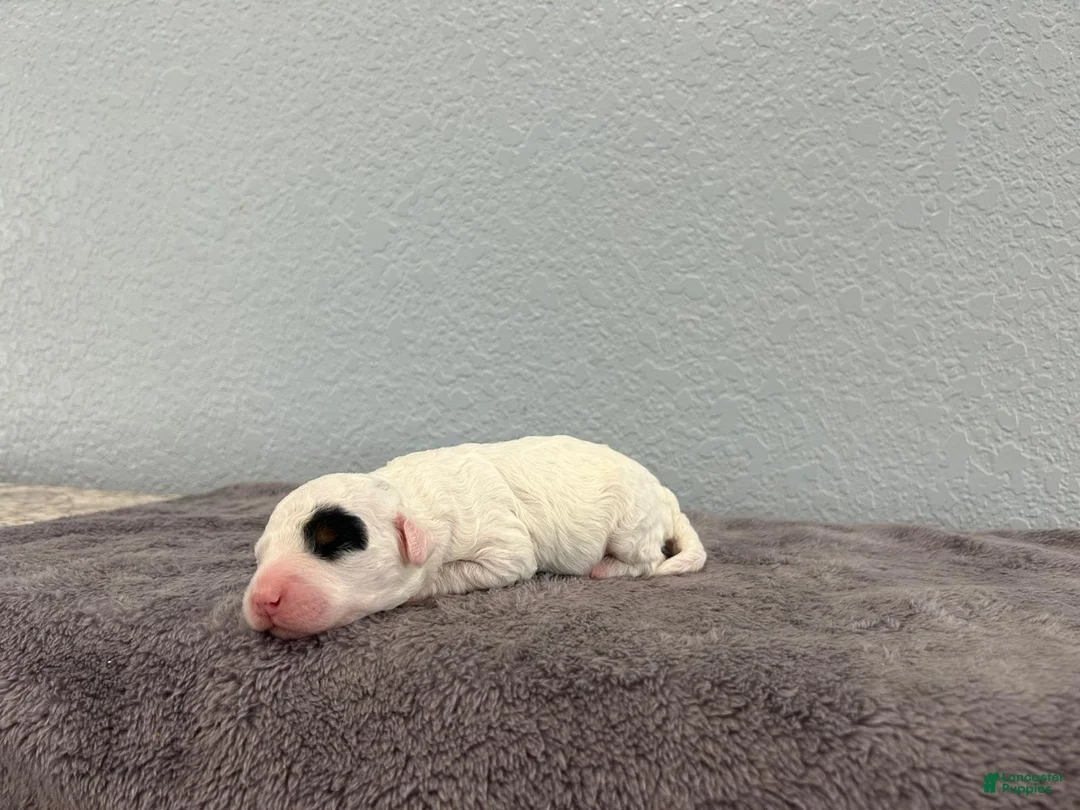Mini Goldendoodle dogs for sale: Reina  - Ad 2