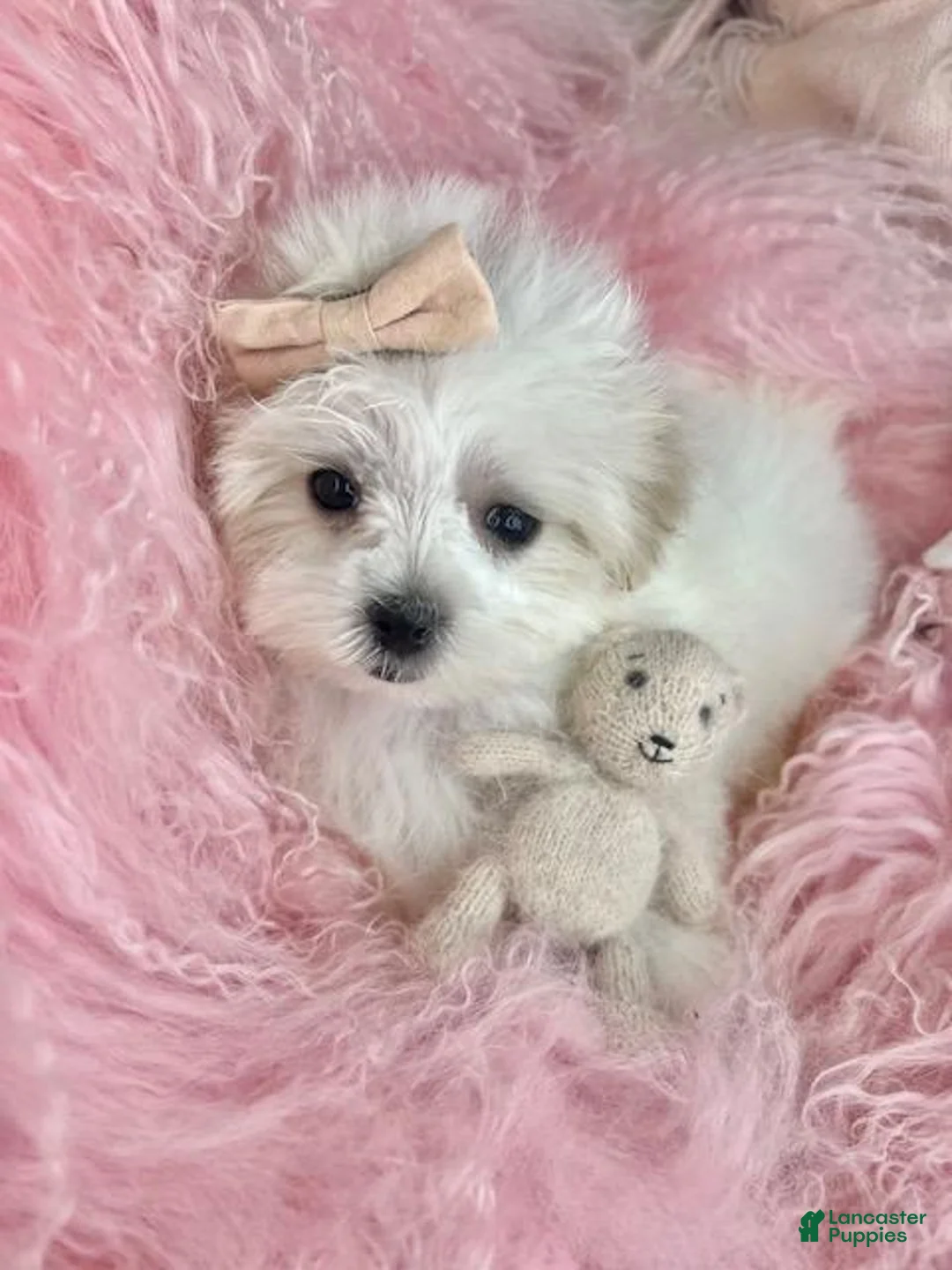Maltese dogs for sale: Maltese Puppy 1 - Ad 3