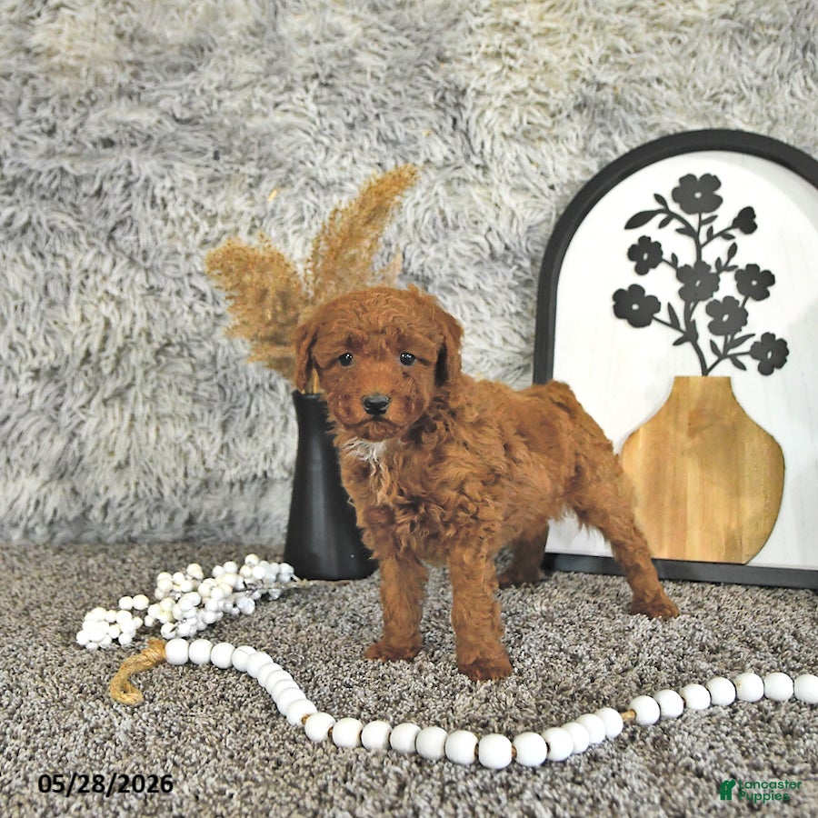Toy Poodle dogs Jaxon - Ad 2