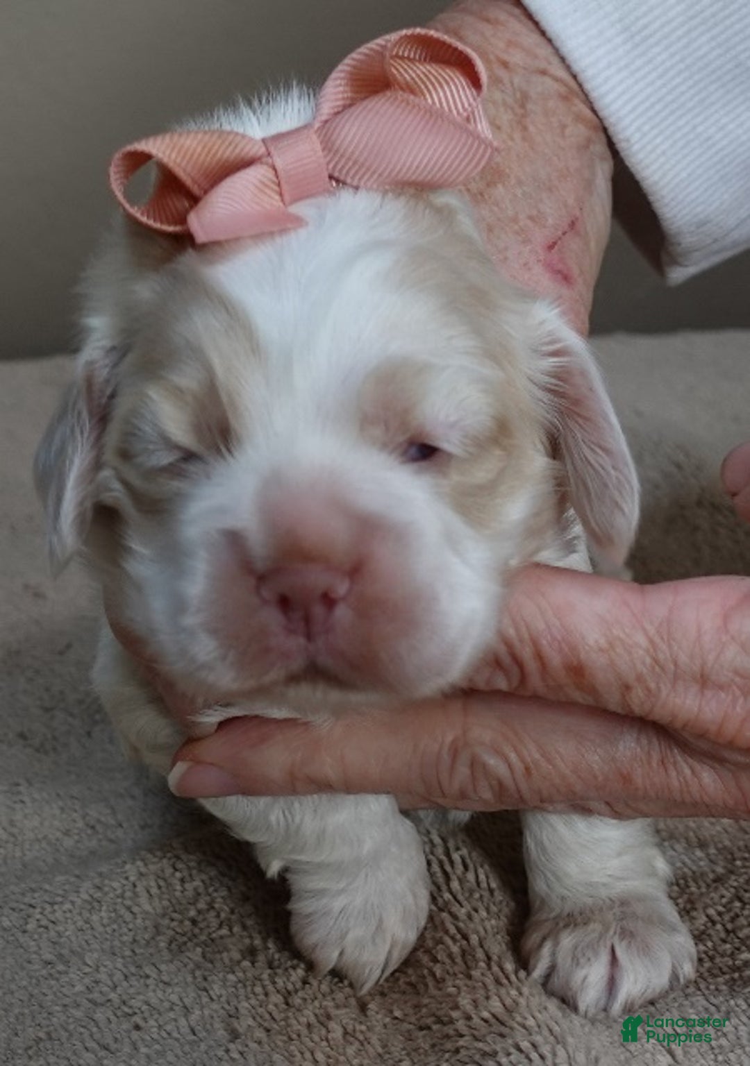 Cocker Spaniel dogs for sale: Cocker Spaniel Puppy 1 - Ad 2