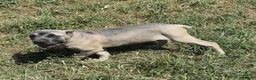 Cane Corso dogs for sale: Cherry - Ad 3
