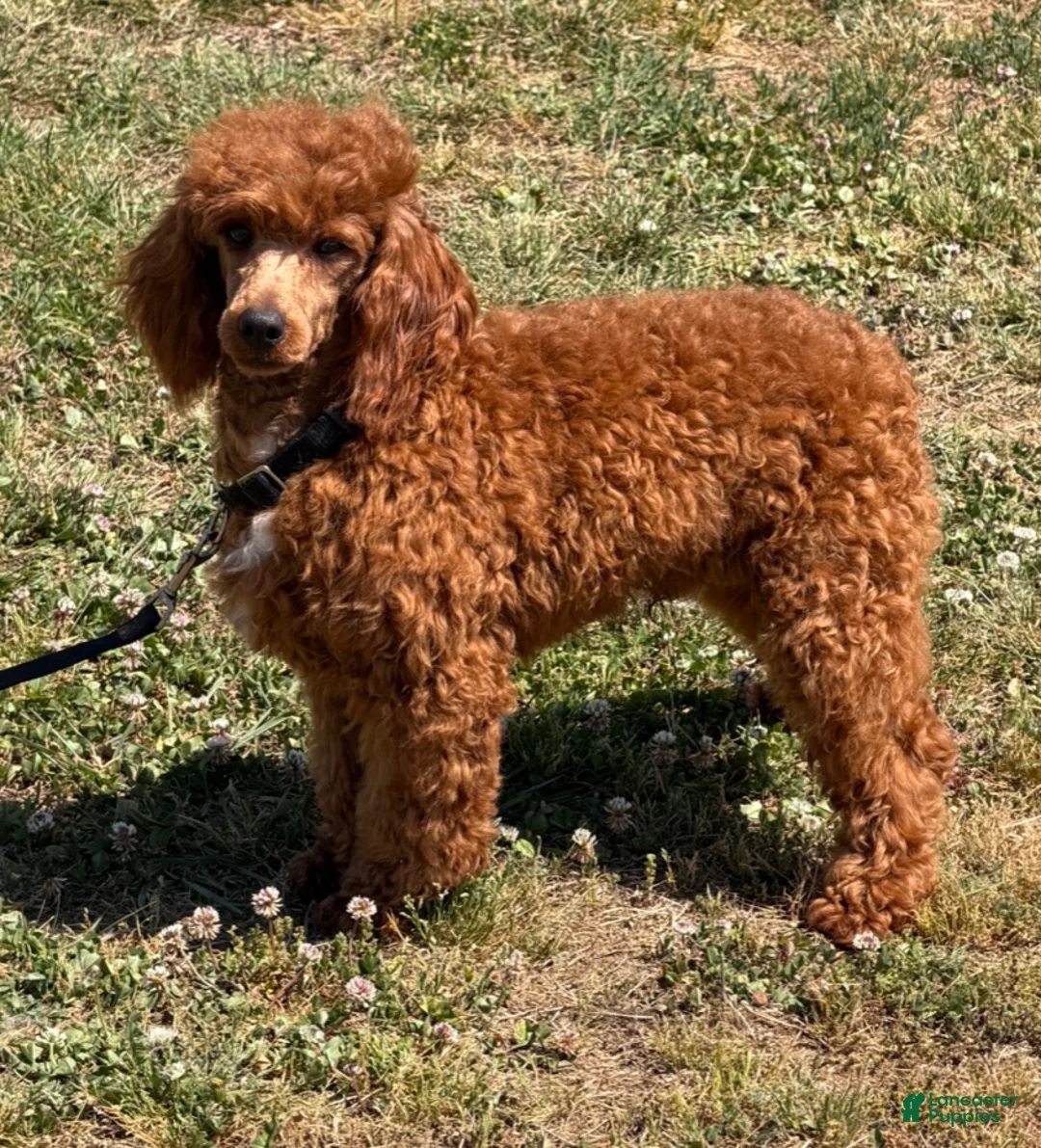 Miniature Poodle dogs for sale: Axle - Ad 1