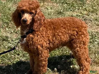 Miniature Poodle dogs Axle - Ad 2