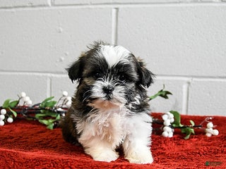 Shih Tzu dogs for sale: Harley - Ad 4