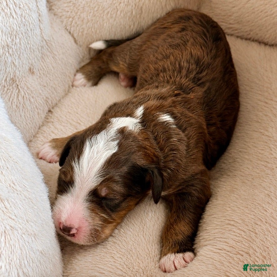 Bernedoodle dogs Patch - Ad 2
