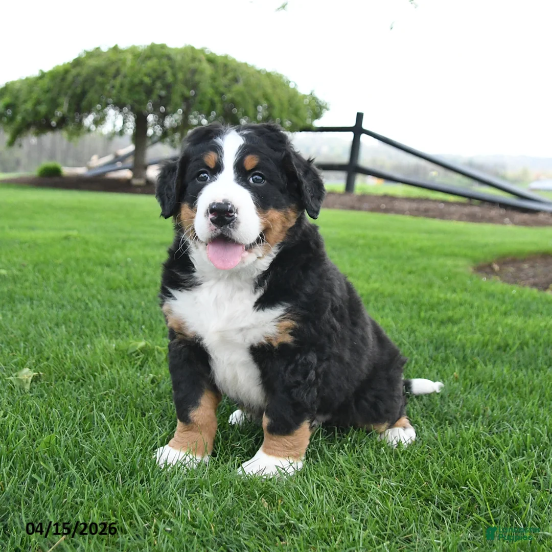 Bernese Mountain Dog dogs for sale: Bandit - Ad 1