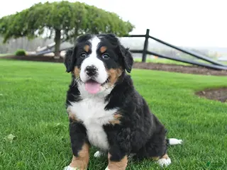 Bernese Mountain Dog dogs for sale: Bandit - Ad 3
