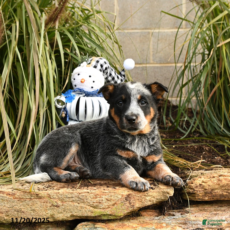 Australian Cattle Dog dogs Hamlet - Ad 31