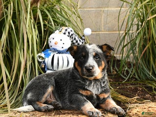 Australian Cattle Dog dogs Hamlet - Ad 5