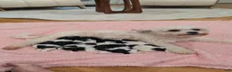Mixed Breed dogs for sale: Oreo - Ad 2