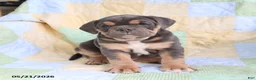 Olde English Bulldogge dogs for sale: Tumble  - Ad 3