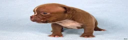 American Bully dogs for sale: Chocolate Male  - Ad 5
