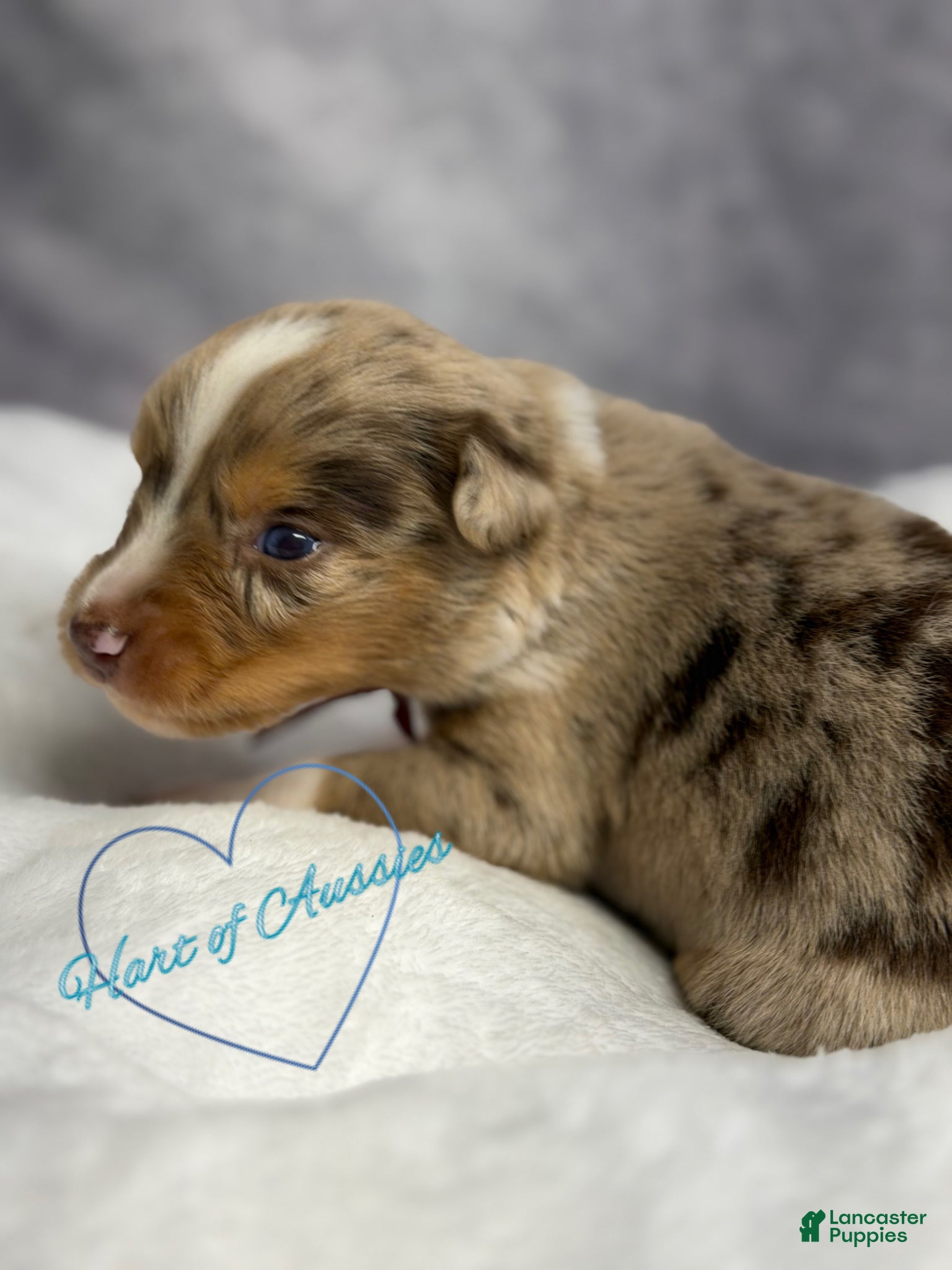 Australian Shepherd dogs Australian Shepherd Puppy 6 - Ad 2