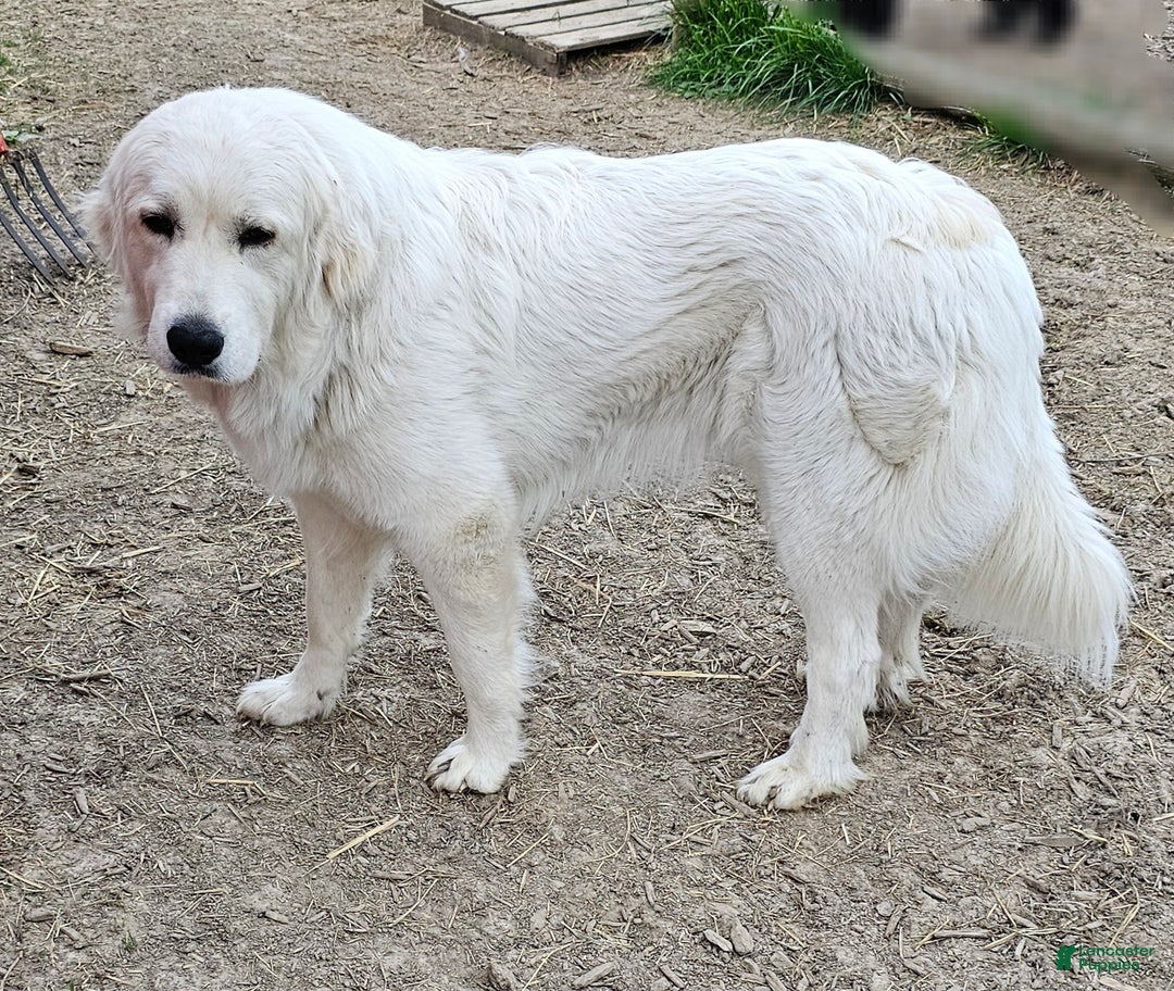 Mixed Breed dogs for sale: Mixed Breed Puppy 1 - Ad 2