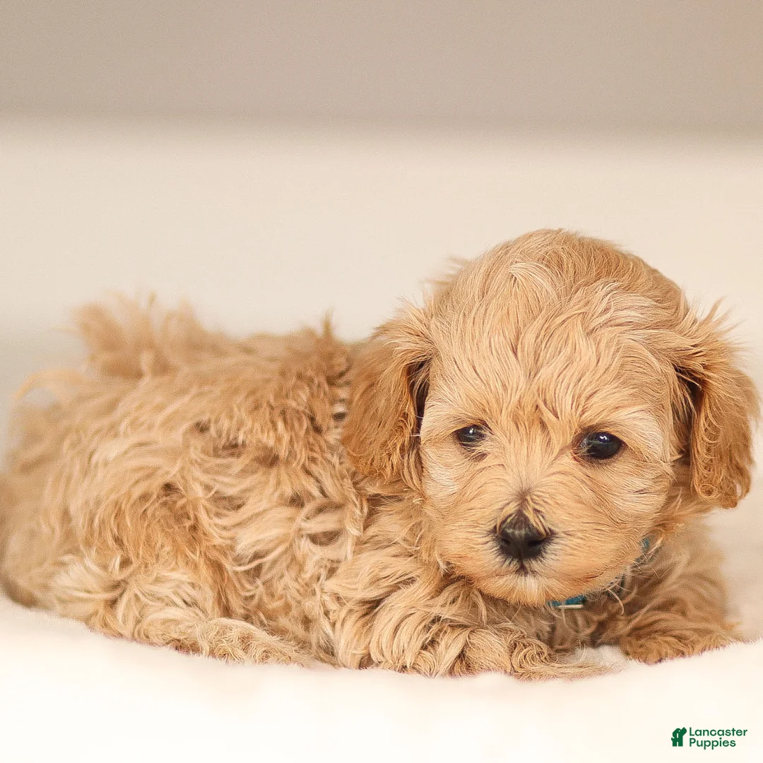 Maltipoo dogs for sale: Allie Maltipoo Puppy  - Ad 3