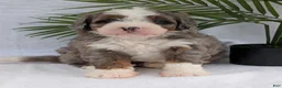 Mini Bernedoodle dogs for sale: Mini Darcy  - Ad 32