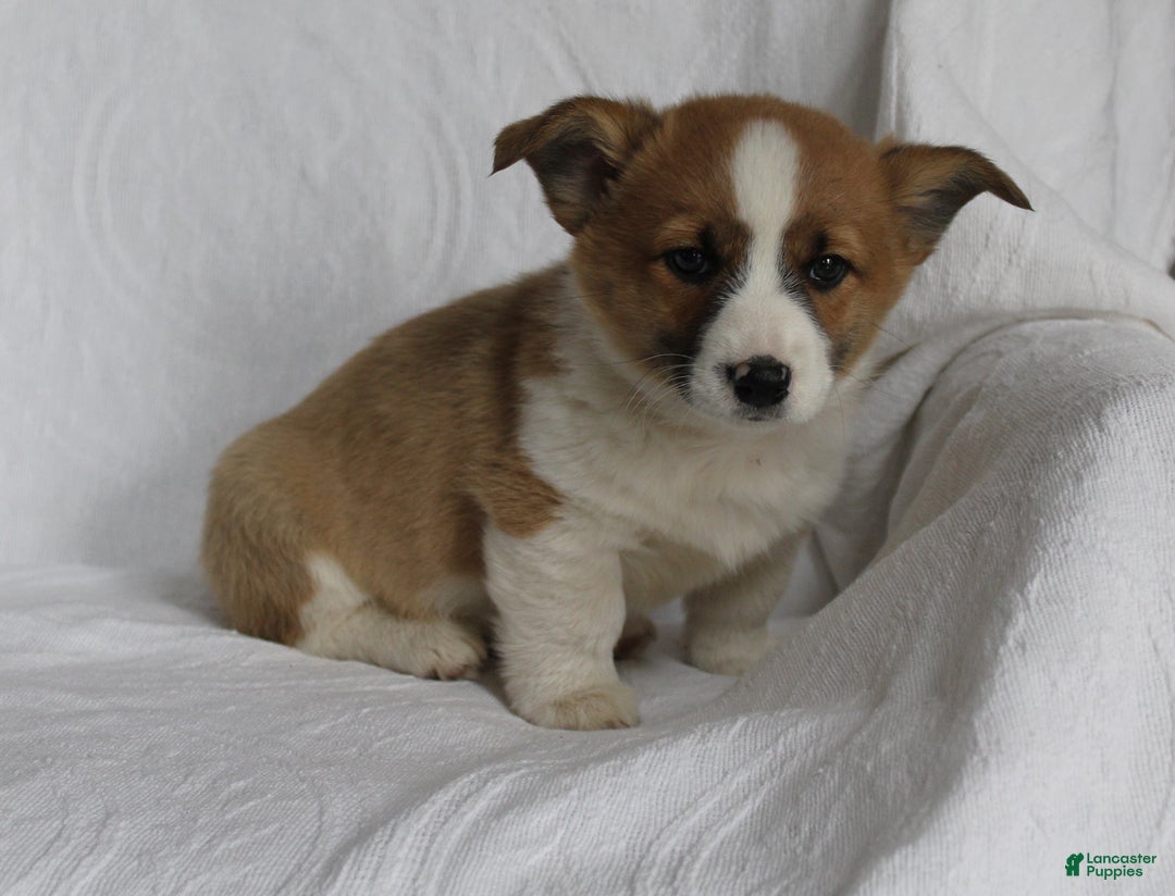 Welsh Corgi Pembroke dogs for sale: Buddy - Ad 2