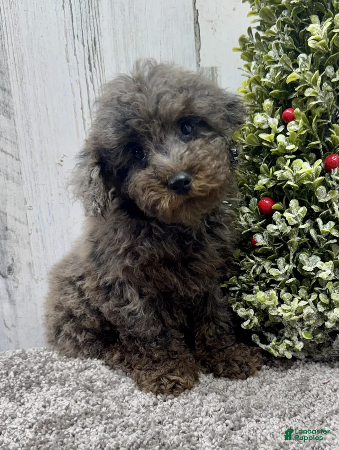 Miniature Poodle dogs for sale: Comet - Ad 4