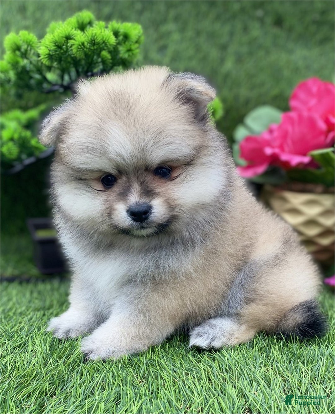 Pomeranian dogs for sale: Pomeranian Puppy 2 - Ad 1