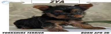 Zya