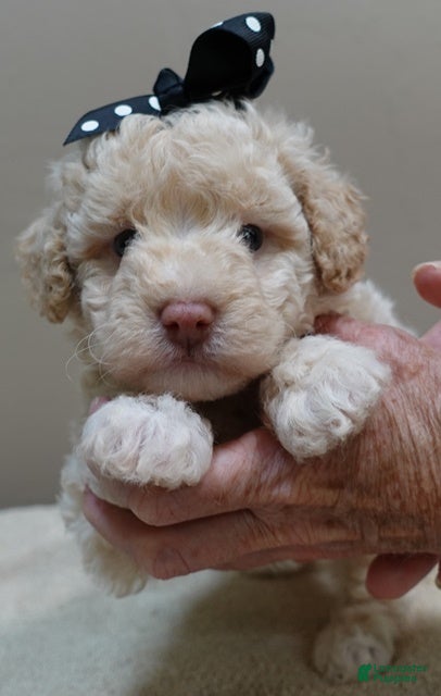 Toy Poodle dogs Kenobi lemon chiffon/white parti male - Ad 12