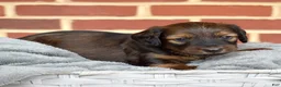 Miniature Dachshund dogs for sale: Cocoa - Ad 3