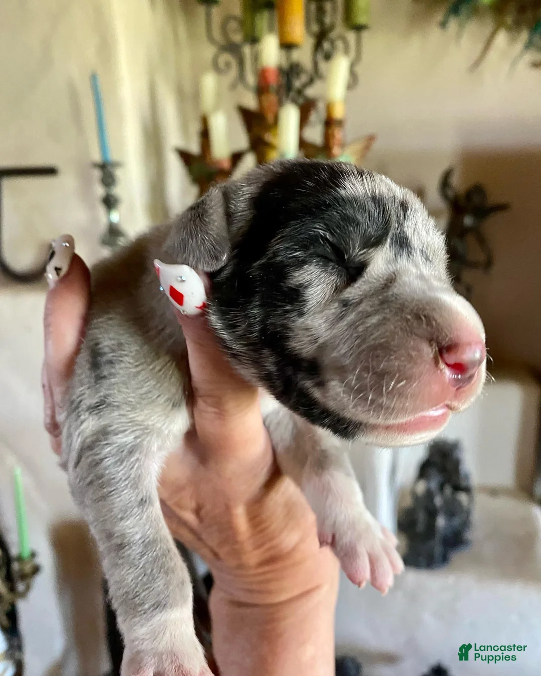Great Dane dogs for sale: Phantom's Energy Shifter "Jaylen Brown" - Ad 2