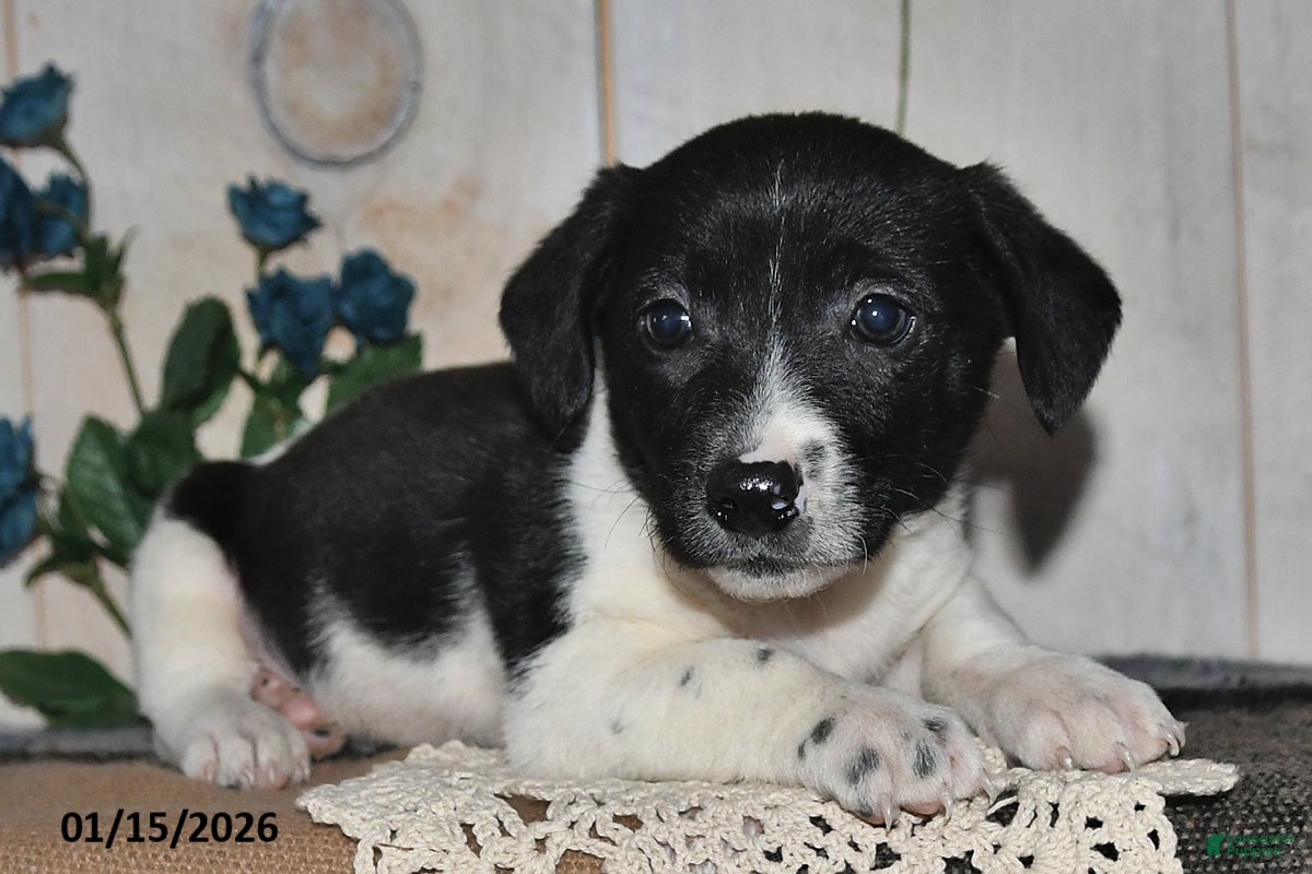 Mixed Breed dogs Ricky - Ad 2