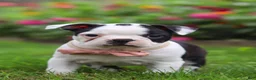 Boston Terrier dogs for sale: Sherry - Ad 7