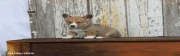 Welsh Corgi Pembroke dogs for sale: Remi  - Ad 4