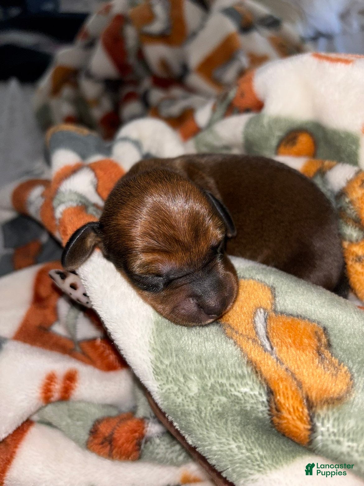 Miniature Dachshund dogs Miniature Dachshund Puppy 1 - Ad 1