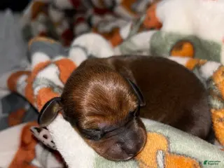 Miniature Dachshund dogs Miniature Dachshund Puppy 1 - Ad 1