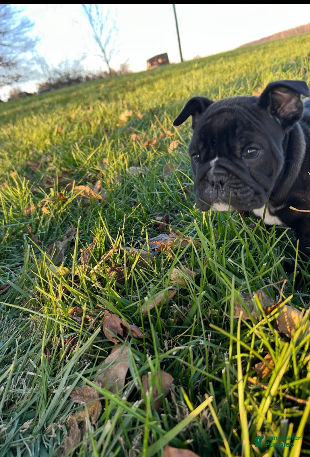 English Bulldog dogs for sale: Lucy - Ad 38