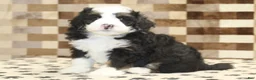 Mini Bernedoodle dogs for sale: Diego - Ad 4