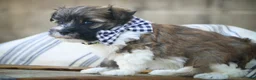 Havanese dogs for sale: Rookie Havanese  - Ad 14