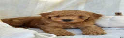 Mini Goldendoodle dogs for sale: Mini Goldendoodle 1 - Ad 10