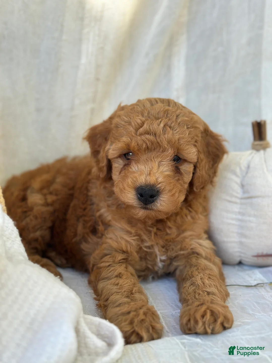 Mini Goldendoodle dogs for sale: Mini Goldendoodle 1 - Ad 10