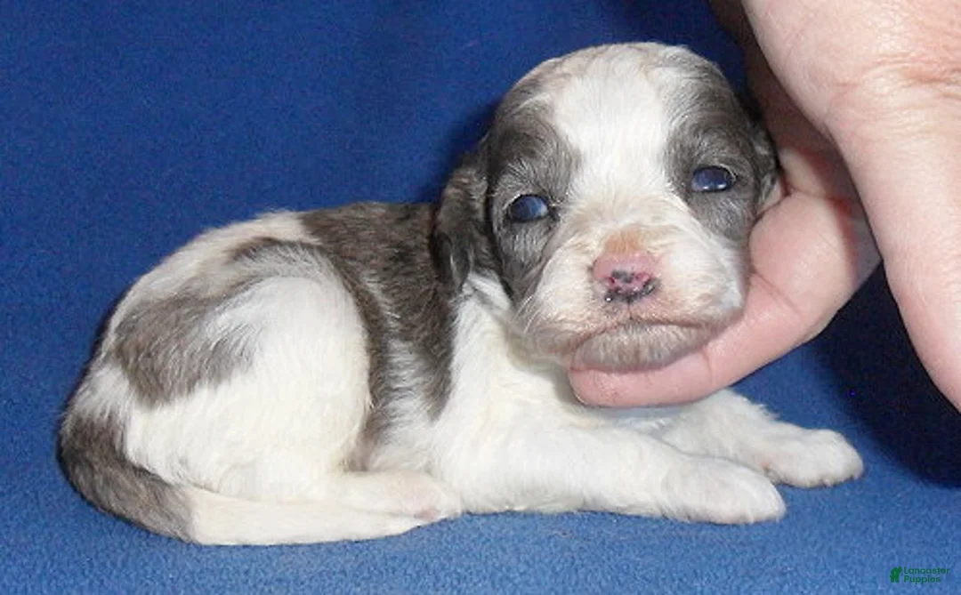 Cockapoo dogs for sale: Ringo - Ad 2