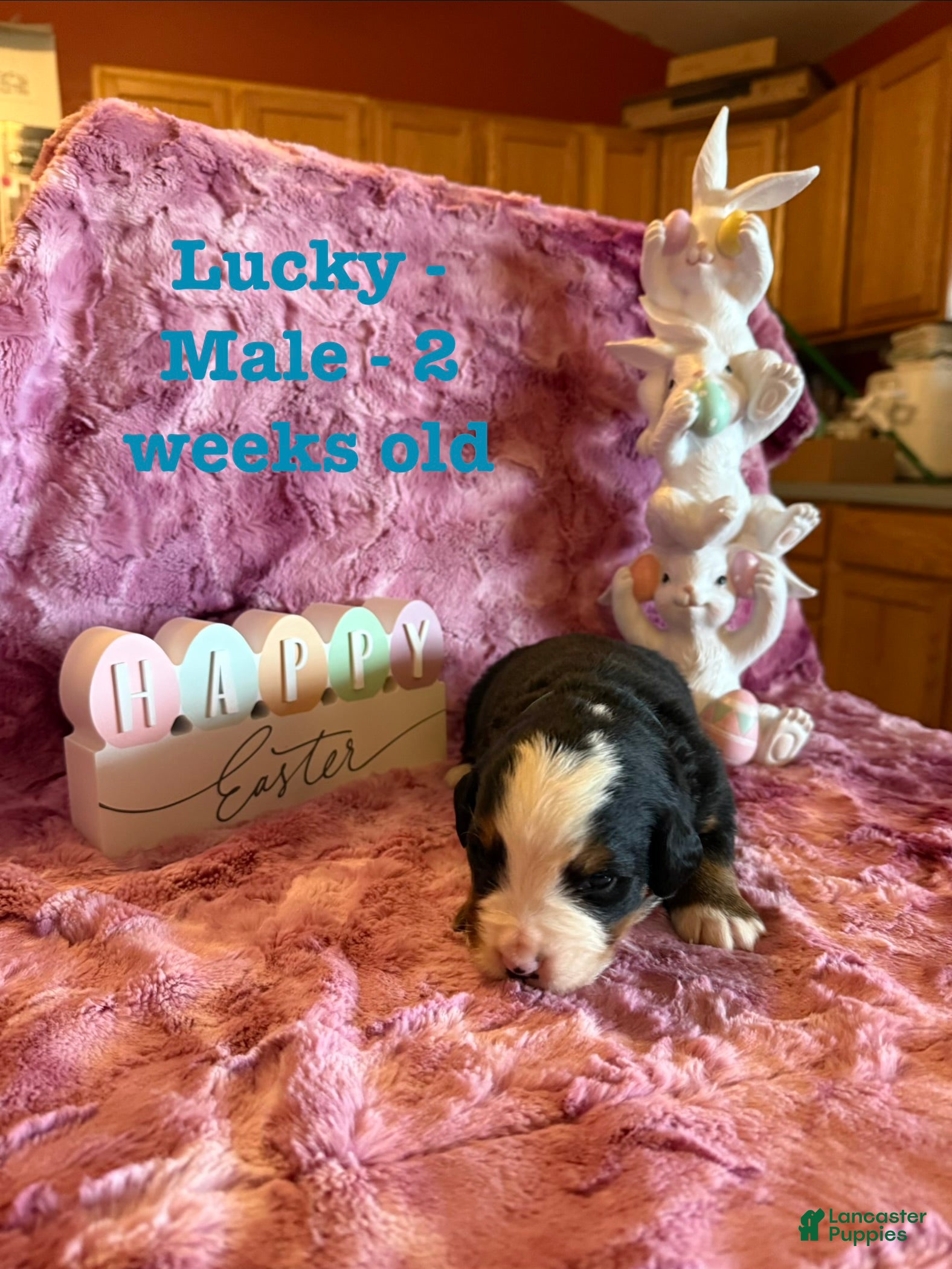 Bernese Mountain Dog dogs Lucky - Ad 25