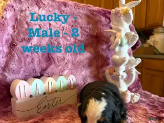 Bernese Mountain Dog dogs Lucky - Ad 25