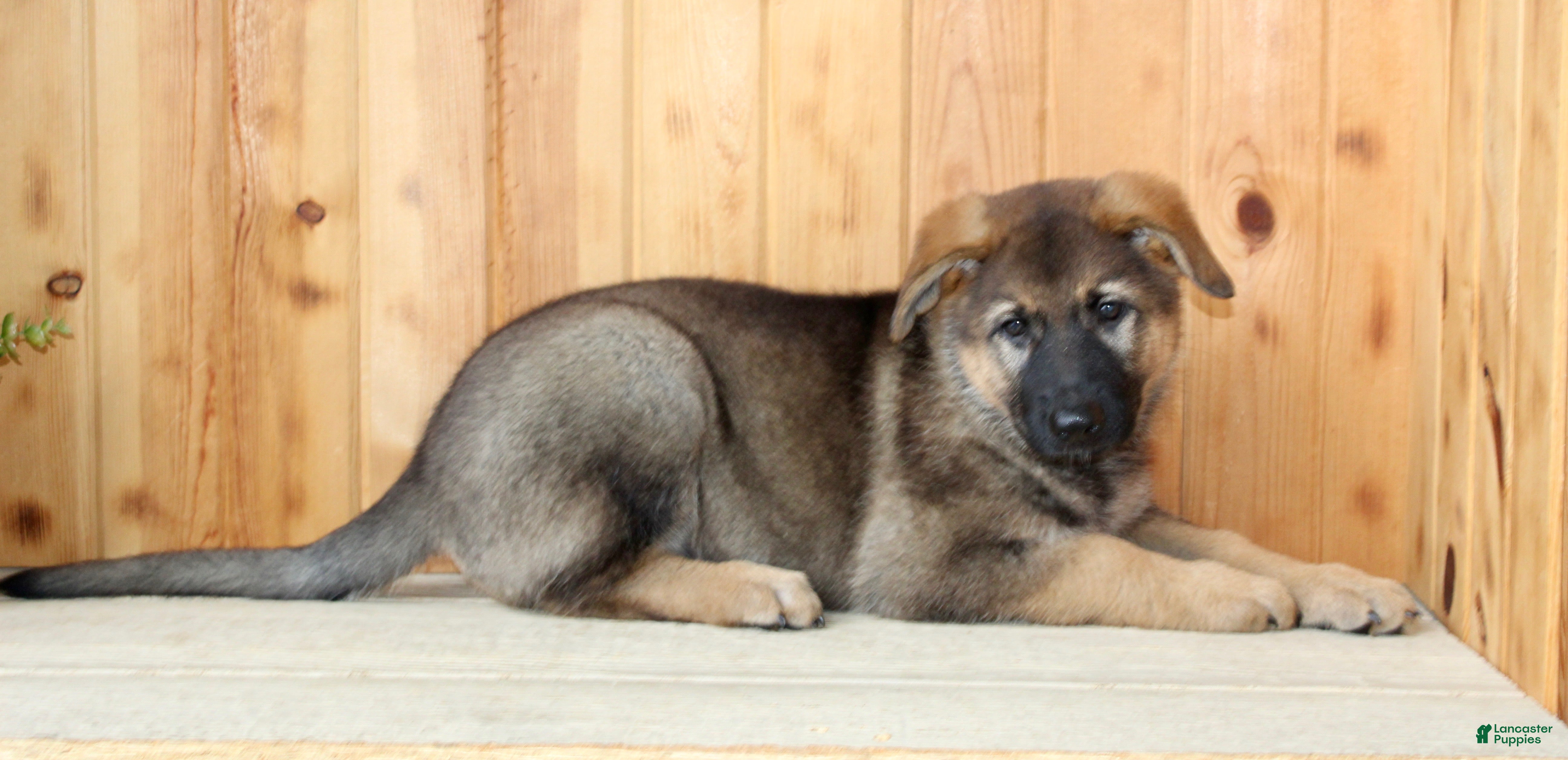 German Shepherd dogs Paula - Ad 2