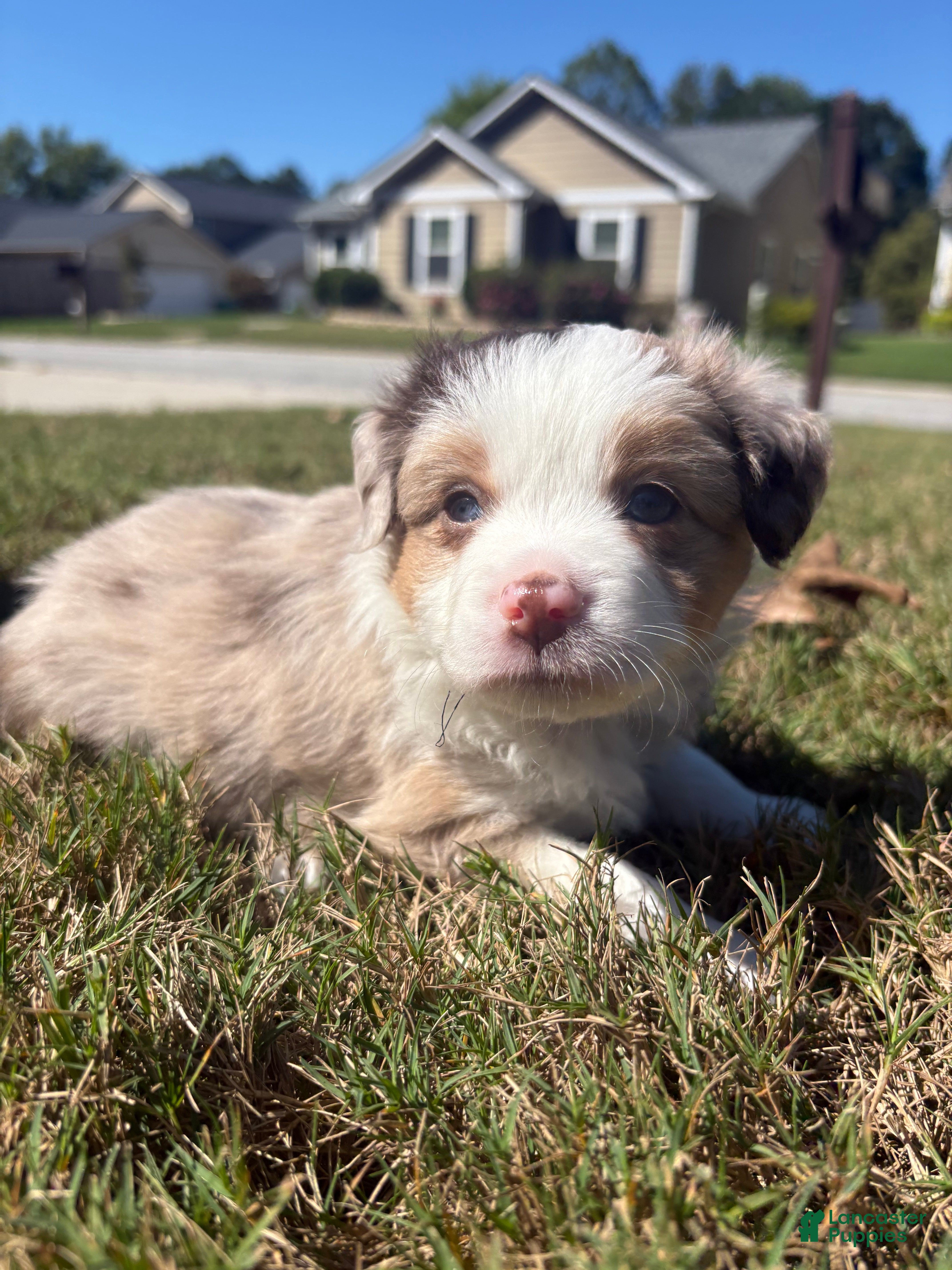 Miniature Australian Shepherd dogs Miniature Australian Shepherd 6 - Ad 1