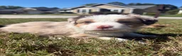 Miniature Australian Shepherd dogs for sale: Miniature Australian Shepherd 6 - Ad 1